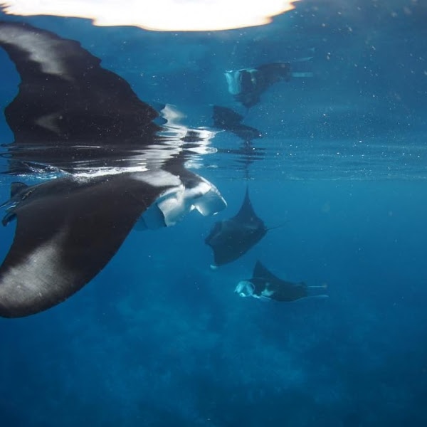 Balbulol Island - No Contest