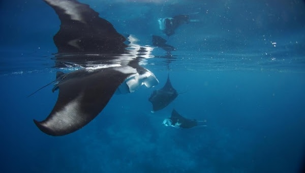 Balbulol Island - No Contest