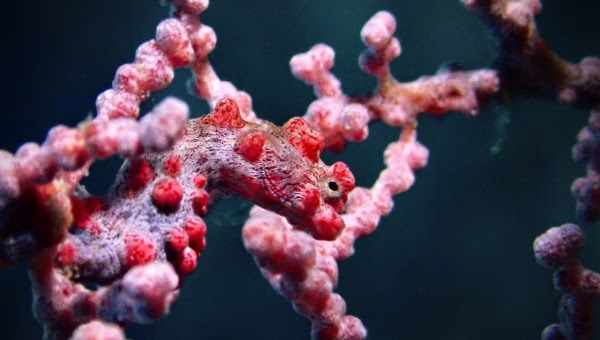 Barracuda Rock - Four Kings