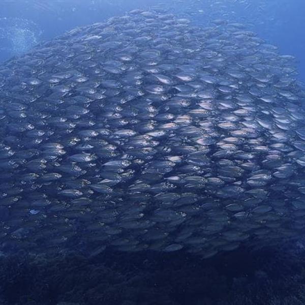 Bait Ball