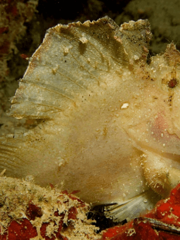 Frog Fish