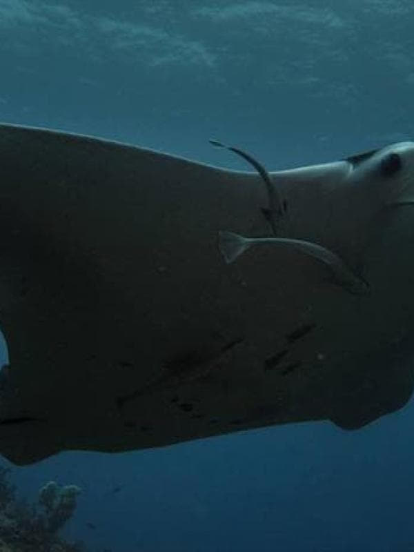 Manta Ray in Raja Ampat