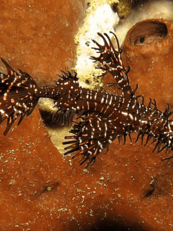 Pipe Fish