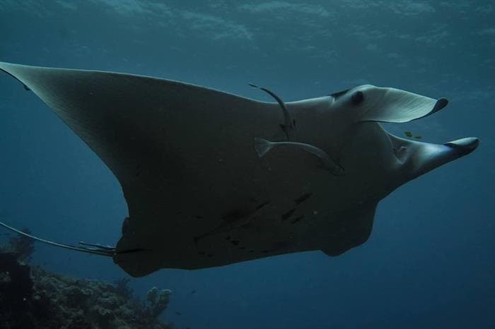 Manta Ray in Raja Ampat