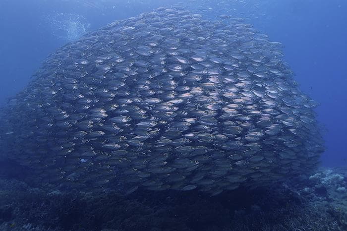 Bait Ball