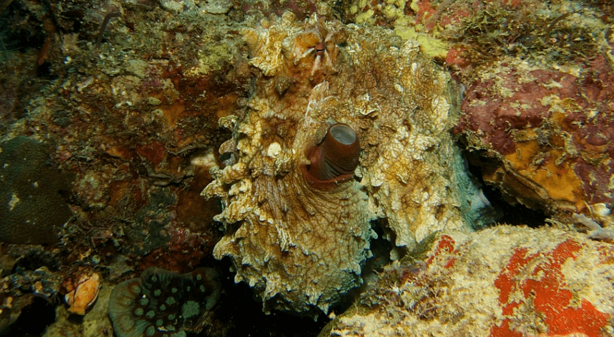 Can you see me?