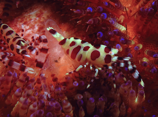 Awesome marine life in Raja Ampat