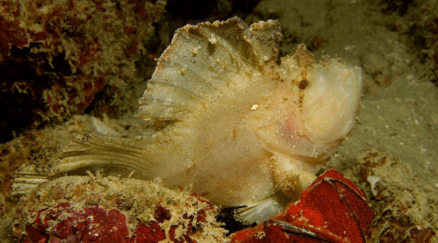 Frog Fish